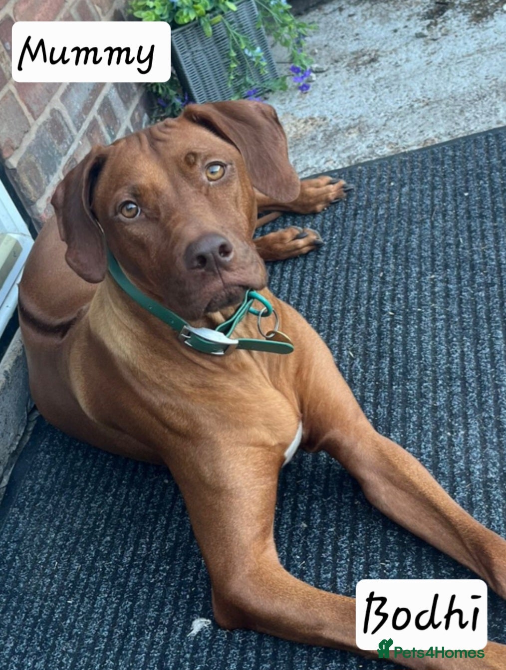 Rhodesian Ridgeback dogs Beautiful Rhodesian Ridgeback Puppies  - Advert 1