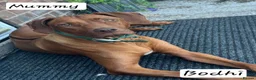 Rhodesian Ridgeback dogs for sale: Beautiful Rhodesian Ridgeback Puppies  in Doncaster - Advert 1