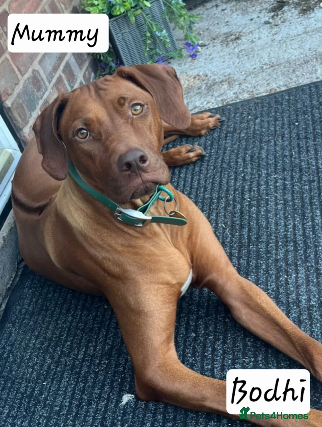 Rhodesian Ridgeback dogs for sale: Beautiful Rhodesian Ridgeback Puppies  in Doncaster - Advert 1