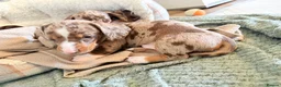 Miniature Dachshund dogs for sale: Miniature short hair dachshund  - Advert 7