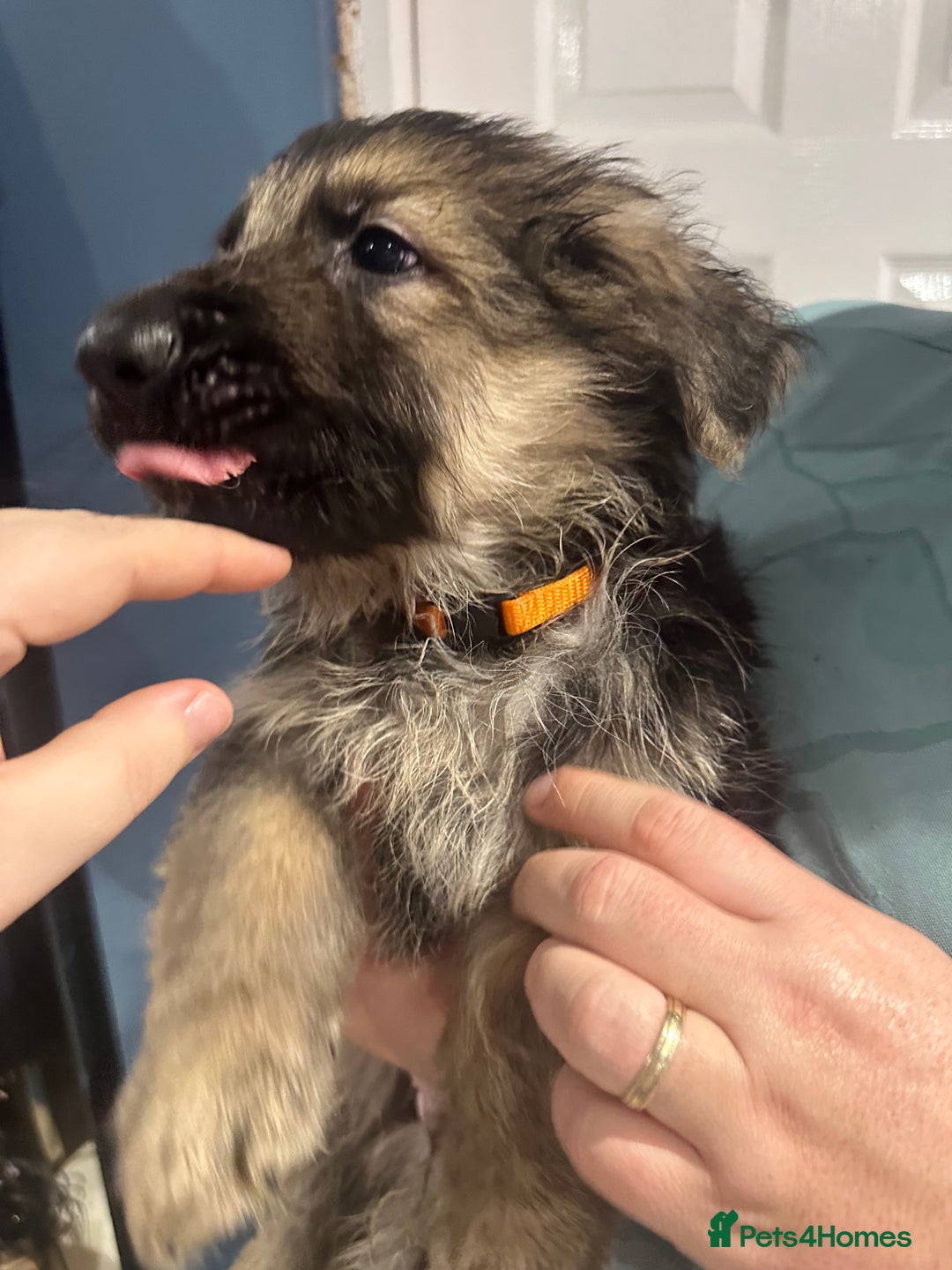 German Shepherd dogs for sale: German Shepherd puppies *Open to sensible offers* - Advert 17