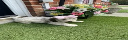 Cockapoo dogs for sale: Tri girl cockapoo  - Advert 3