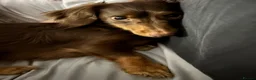 Miniature Dachshund dogs for sale: Miniature long haired dachshund pups  - Advert 3
