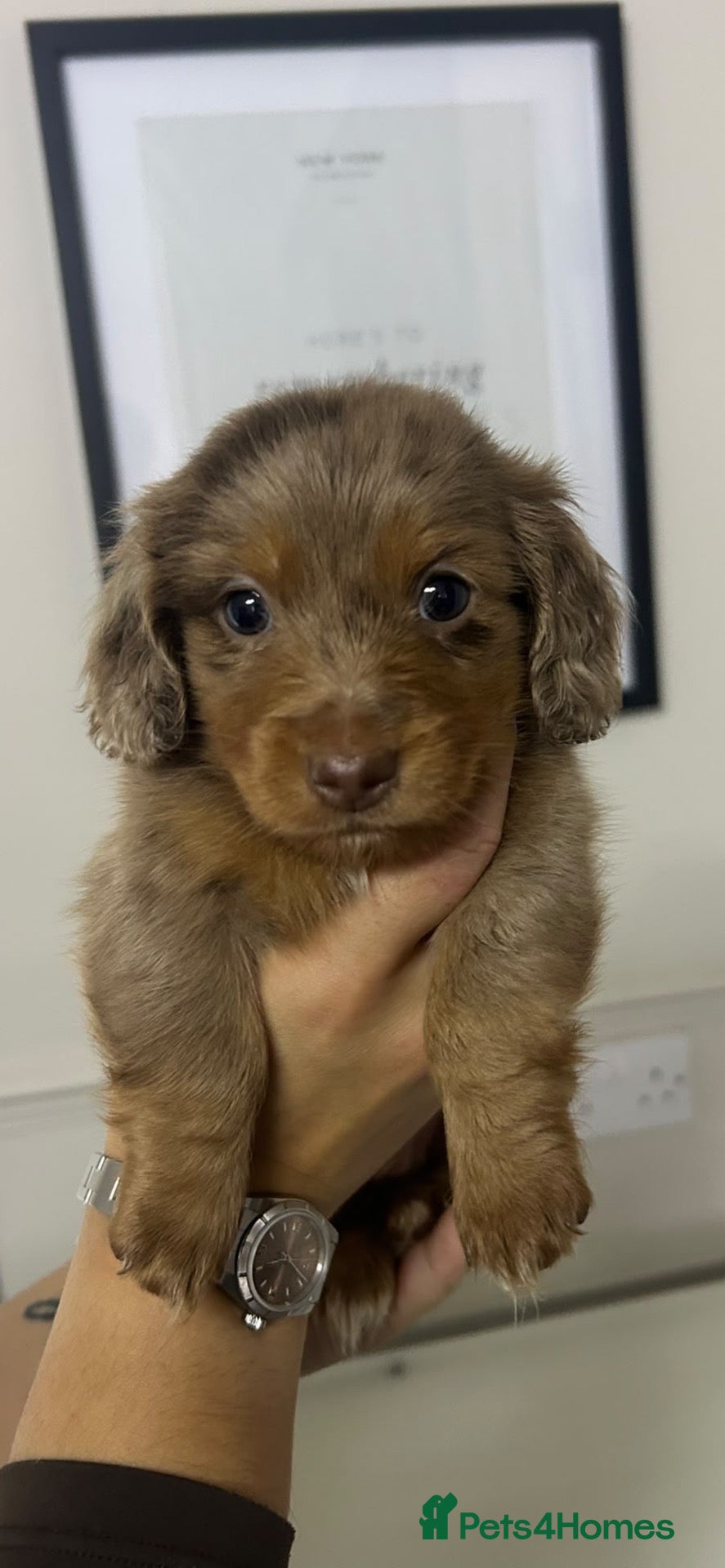 Miniature Dachshund dogs Beautiful miniature dachshunds💗💗💗🩵🩵 - Advert 14