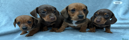Miniature Dachshund dogs for sale: Gorgeous Miniature smooth Dachshunds  - Advert 2
