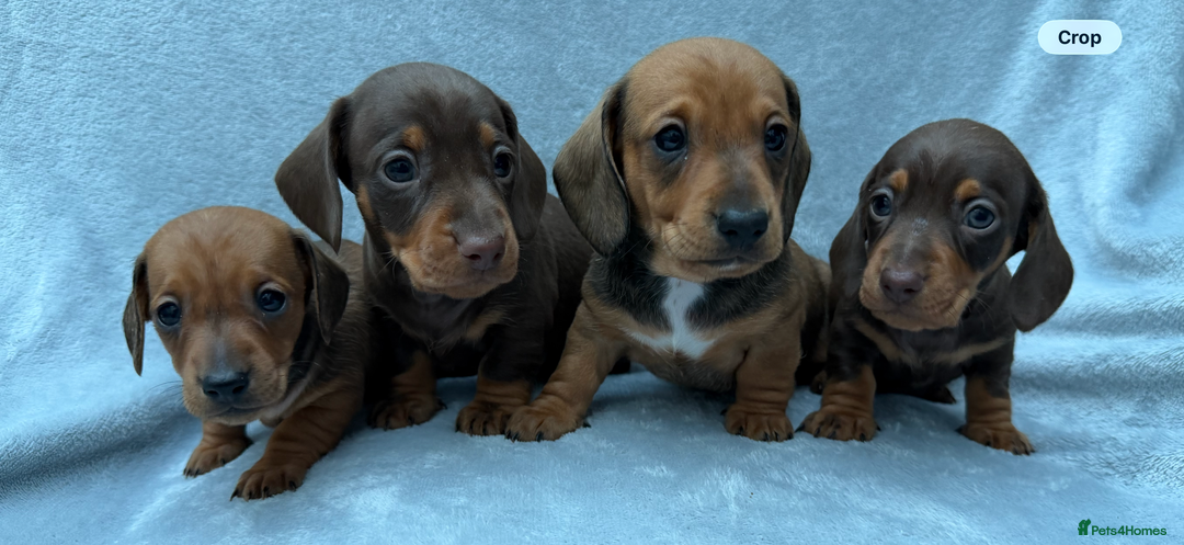 Miniature Dachshund dogs for sale: Gorgeous Miniature smooth Dachshunds  - Advert 2