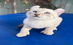 Bengal cats for sale: Gob smacking rare kittens  - Image 7