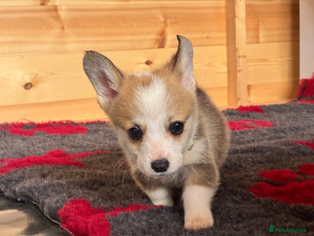 Dogs Miniature Corgis For Sale Near Me Corgi Dog Pets4homes Corgi