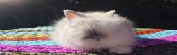 Angora rabbits for sale: 💓 STUNNING TEDDYDWERG BABIES- PARENTS IMPORTED 💙 - Advert 3