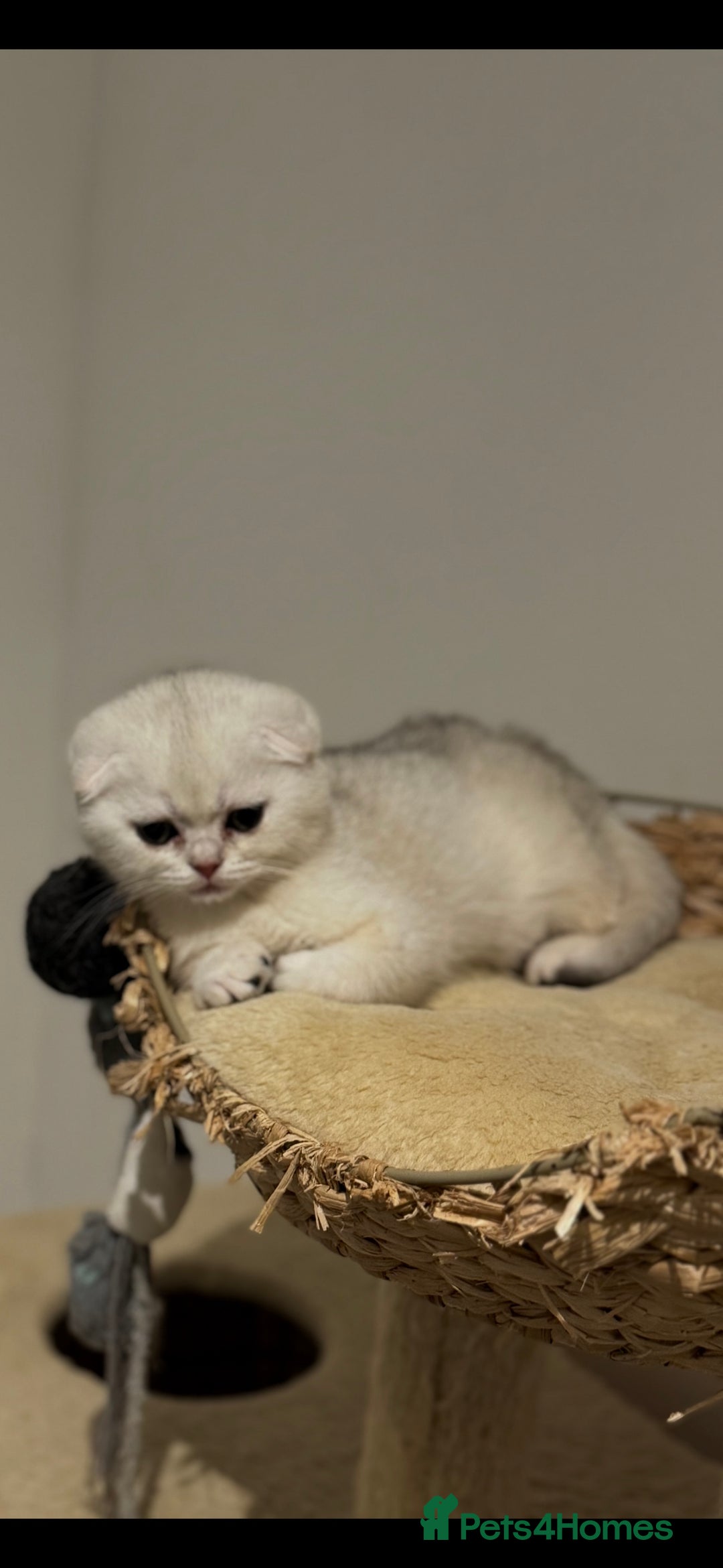 Scottish Fold cats for sale: Scottish purebred Fold and Straight kittens - Advert 7