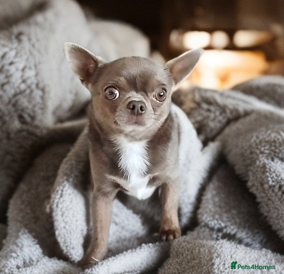 Chihuahua dogs KC reg-Health tested-PROVEN  - Advert 17