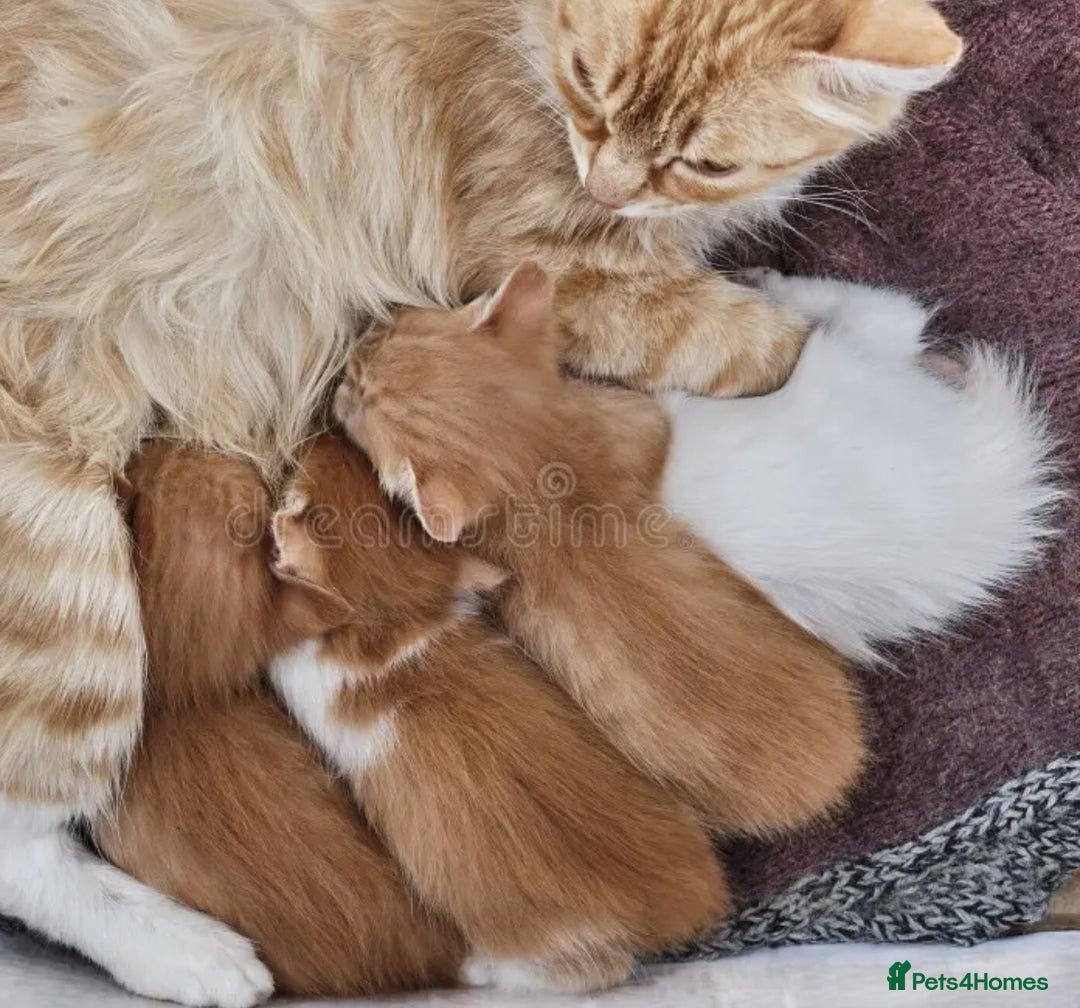 Turkish Angora cats for sale: Cute Baby Kitten Angora Breed - Image 5