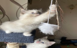 Ragdoll cats for sale: Ragdoll adults Purebred pedigree 5 generations  - Image 9