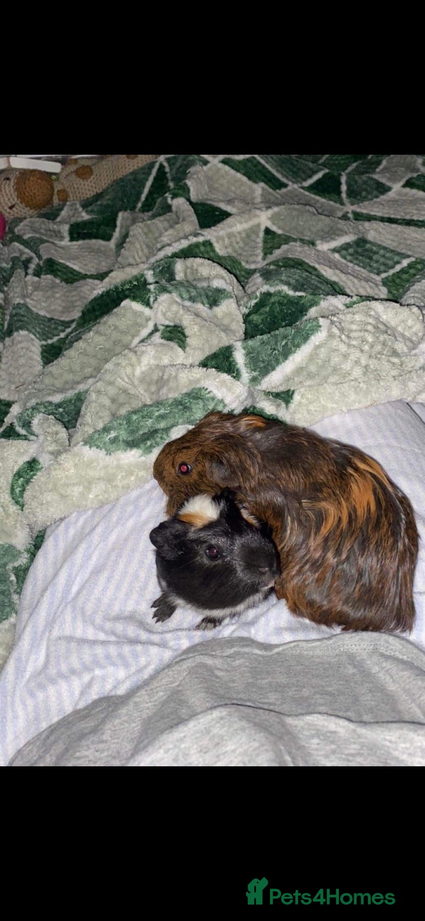 Guinea Pig rodents Guinea pigs for sale  - Advert 13