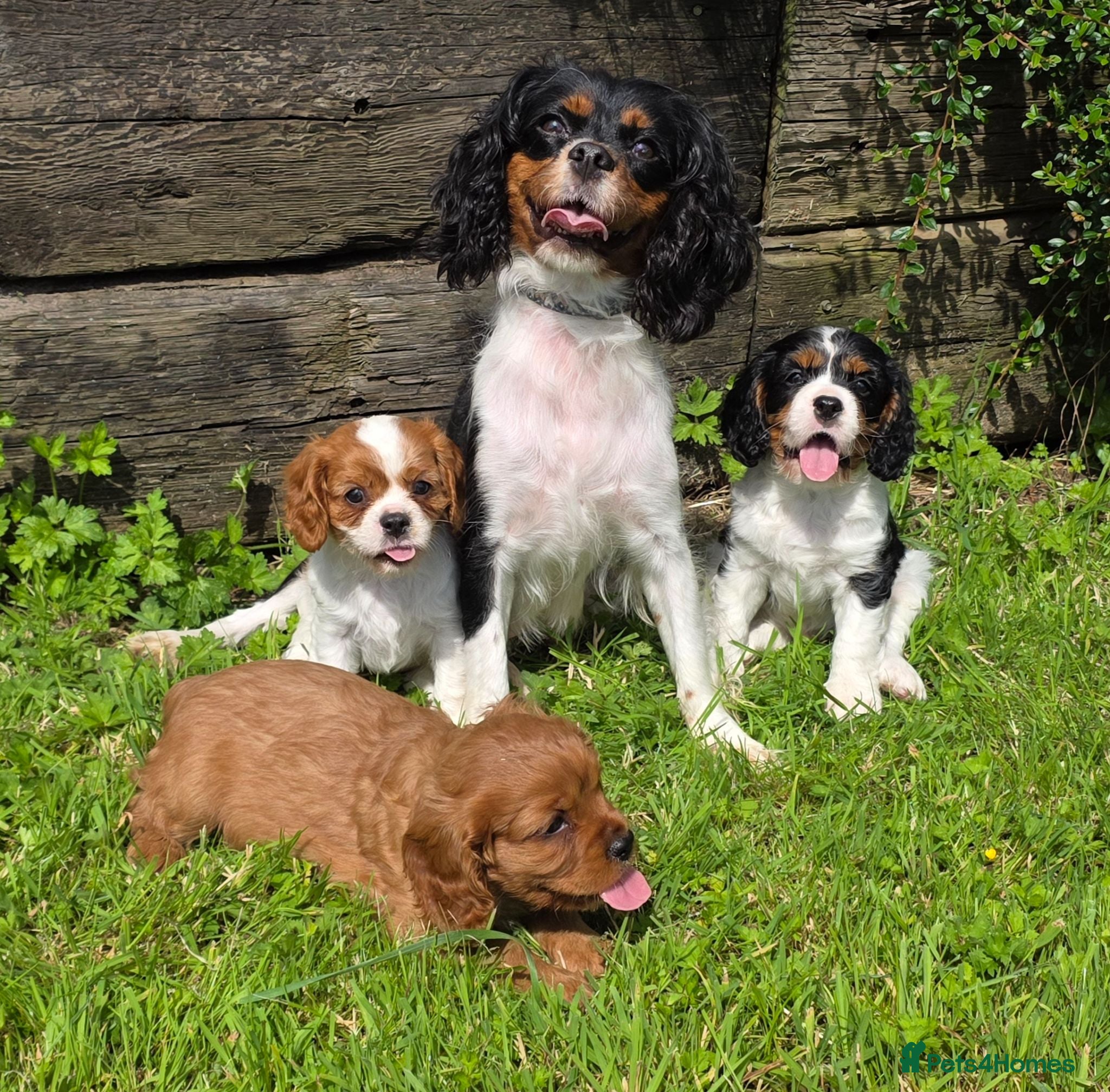 Cavalier King Charles Spaniel dogs * DNA TESTED CLEAR PUPPIES * - Advert 1