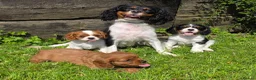 Cavalier King Charles Spaniel dogs for sale: * DNA TESTED CLEAR PUPPIES * - Advert 1