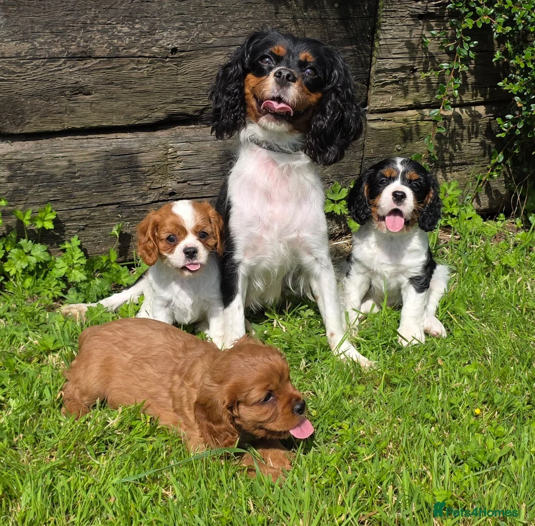 Cavalier King Charles Spaniel dogs for sale: * DNA TESTED CLEAR PUPPIES * - Advert 1