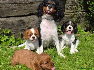 Cavalier King Charles Spaniel dogs * DNA TESTED CLEAR PUPPIES * - Advert 1