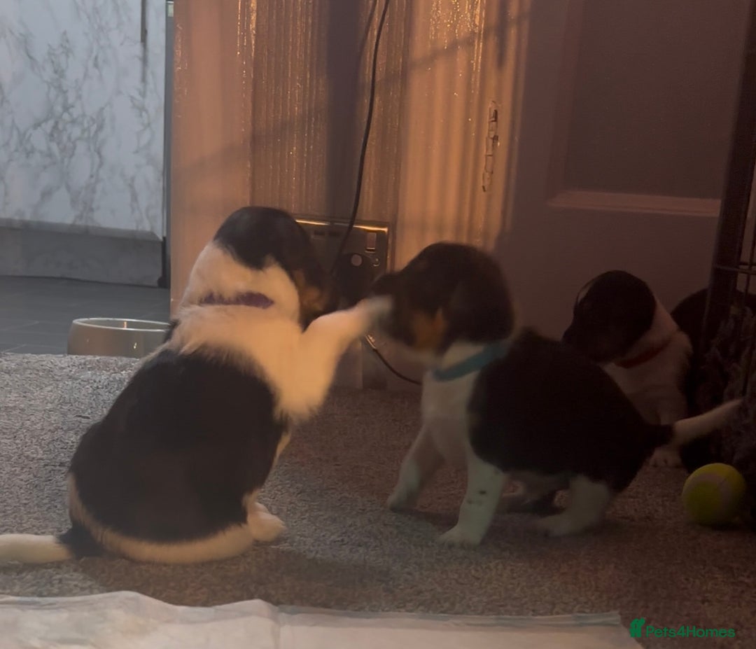 Jack Russell dogs for sale: Stunning Jack Russell puppies  - Image 9