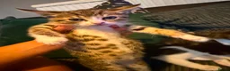 Bengal cats for sale:   😻  Adorable Bengal Mix Kittens 😸 - Advert 20