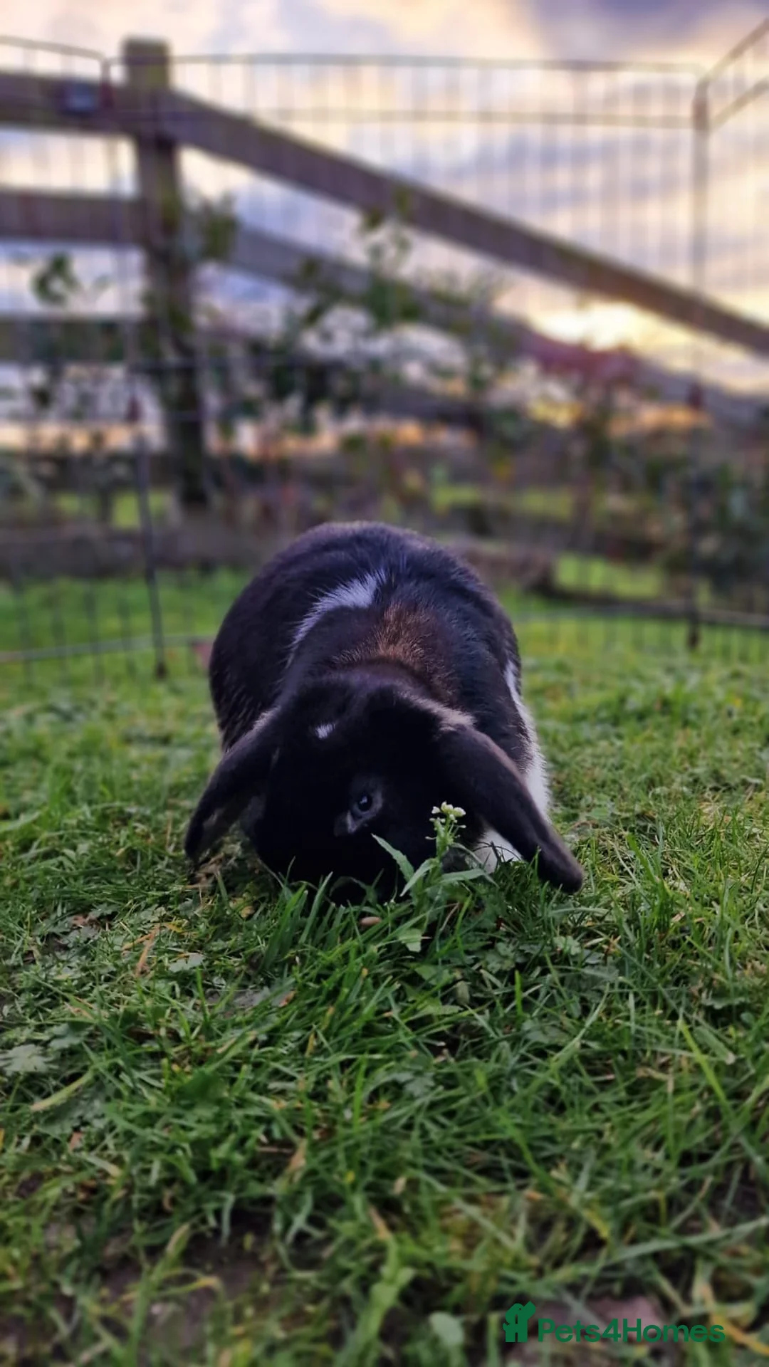 Mini Lop rabbits for sale: ❤️Purebread mini lops for sale❤️ - Advert 2