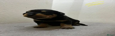 Rottweiler Puppy 6