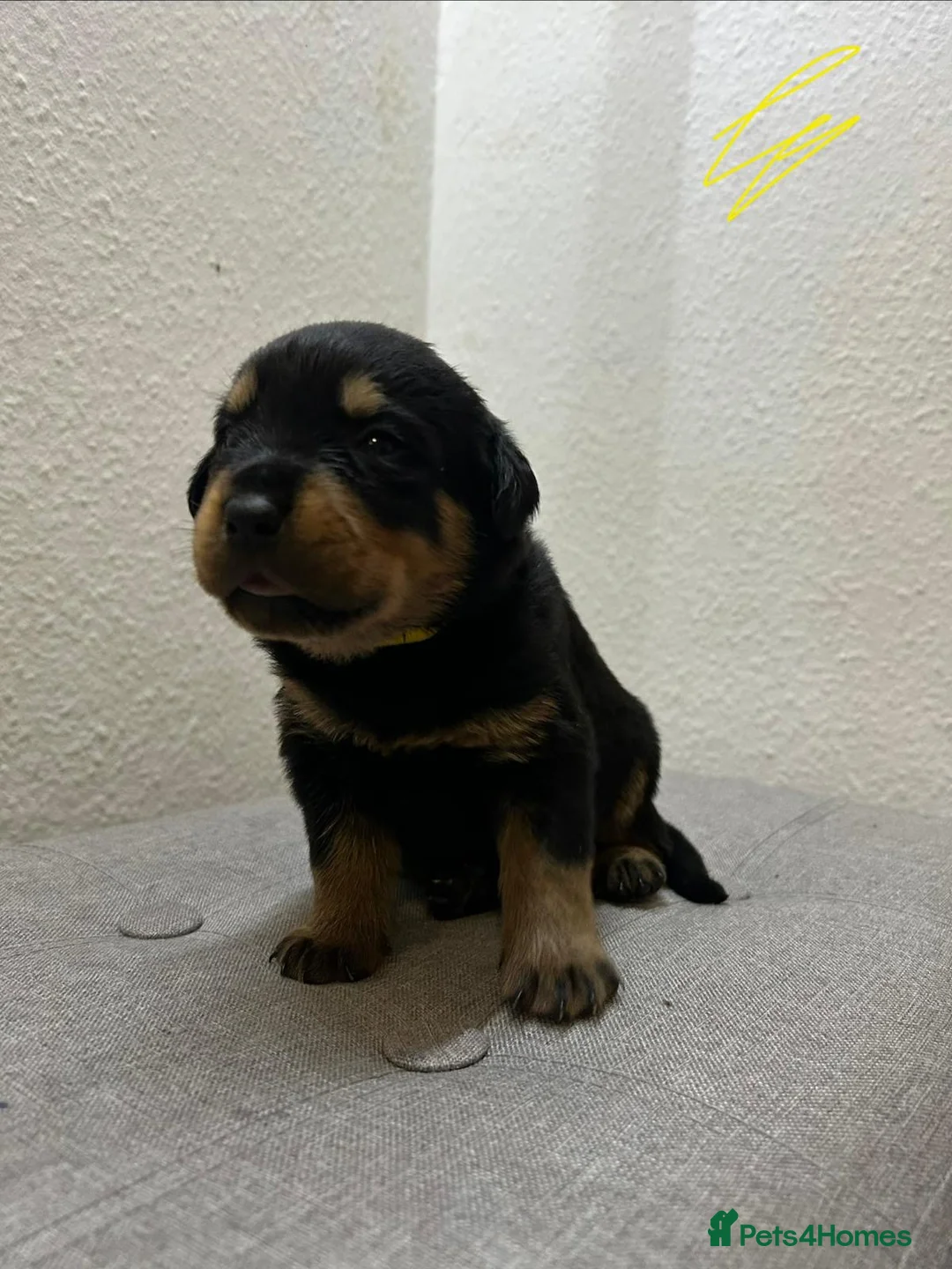 Rottweiler dogs for sale: KC Reg Rottweiler Puppies - Advert 2