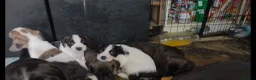 Mixed Breed dogs for sale: Terrier type aforabe puppies.  - Advert 6