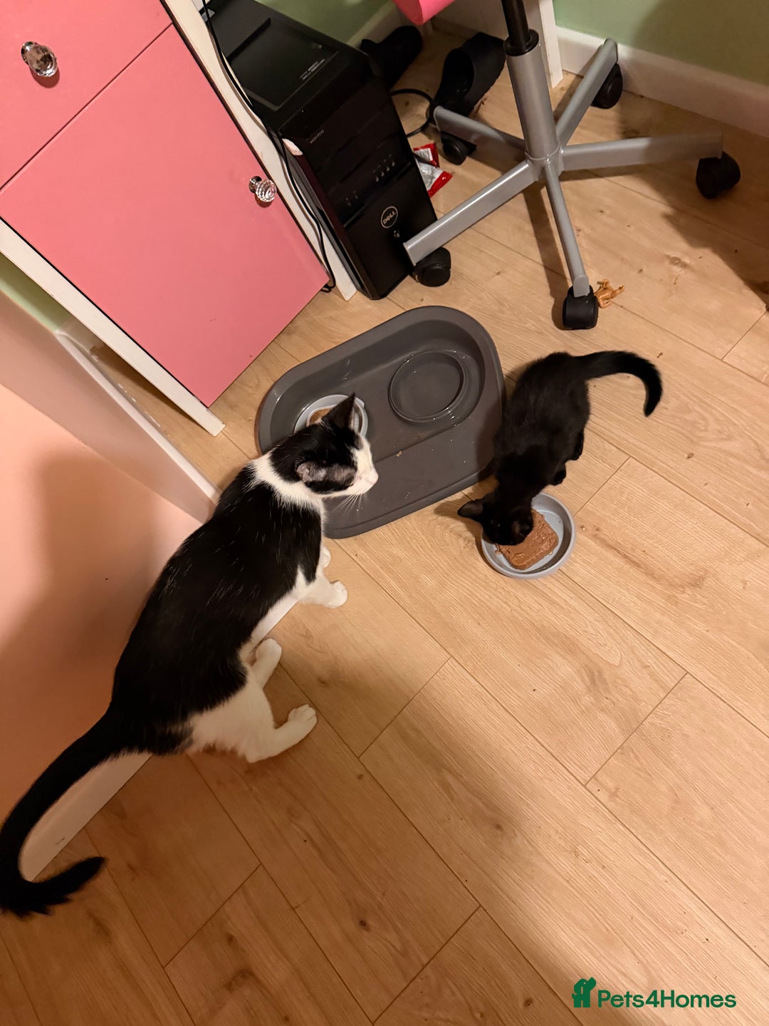 Mixed Breed cats for sale: Mother and daughter only together  - Advert 7