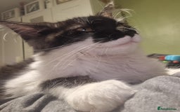Maine Coon cats for sale: Female Maine Coon kitten - Image 8