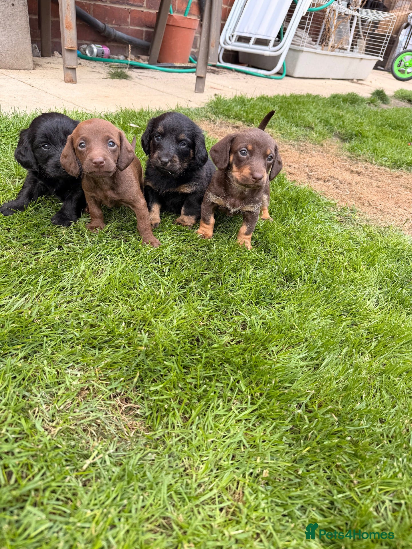 Doxiepoo dogs Doxipoo puppies  - Advert 5