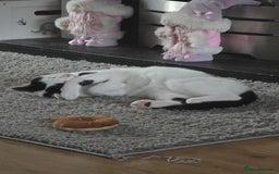 Mixed Breed cats for sale: Two male cats - Image 6