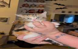 Mixed Breed cats for sale: Two girls left  - Image 1