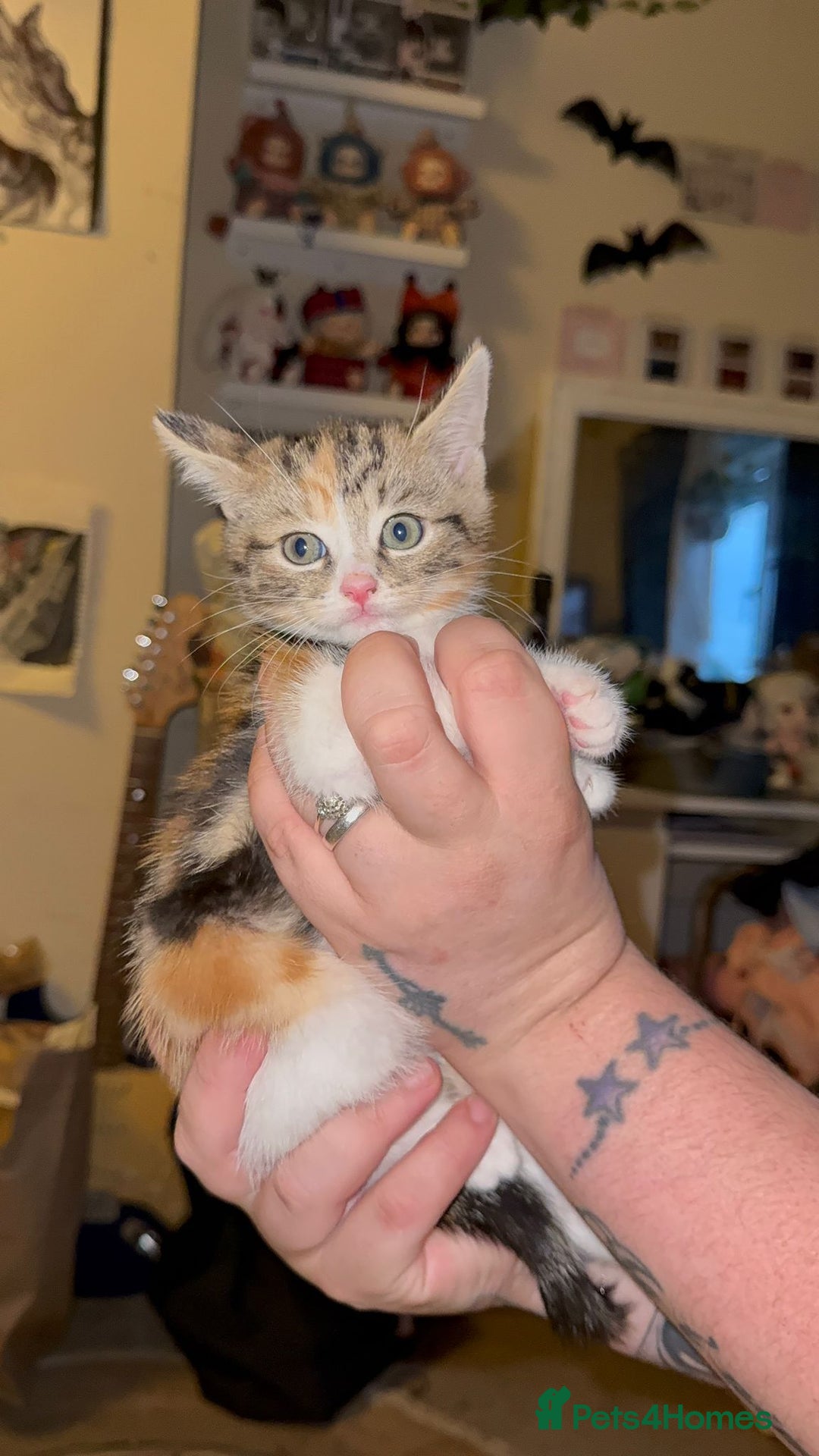 Mixed Breed cats for sale: Two girls left  - Image 1