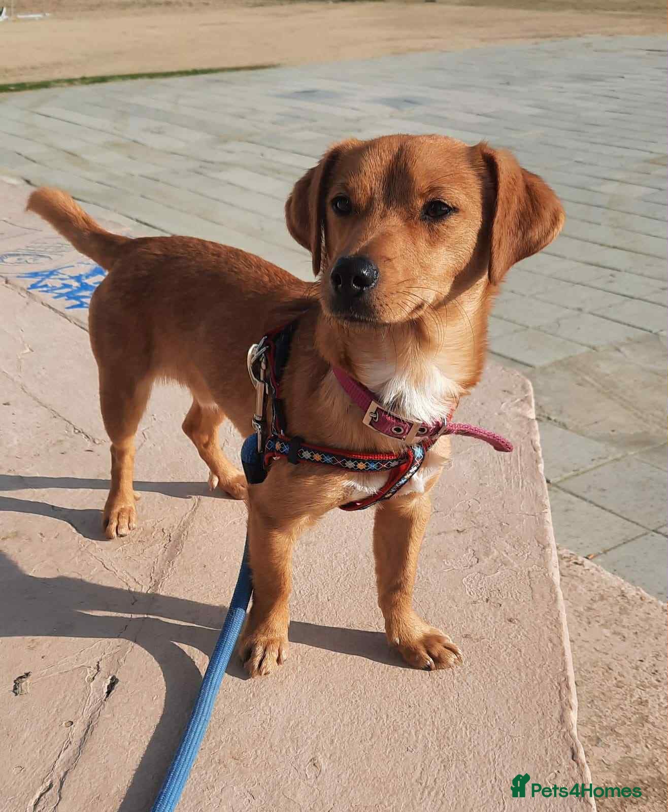 Mixed Breed dogs Jeffrey Still smiling.Still waiting for his people - Advert 3