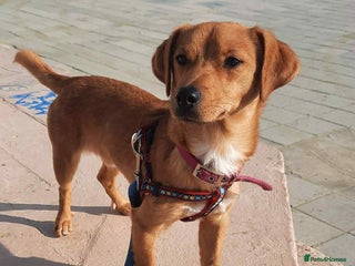 Mixed Breed dogs Jeffrey Still smiling.Still waiting for his people - Advert 3
