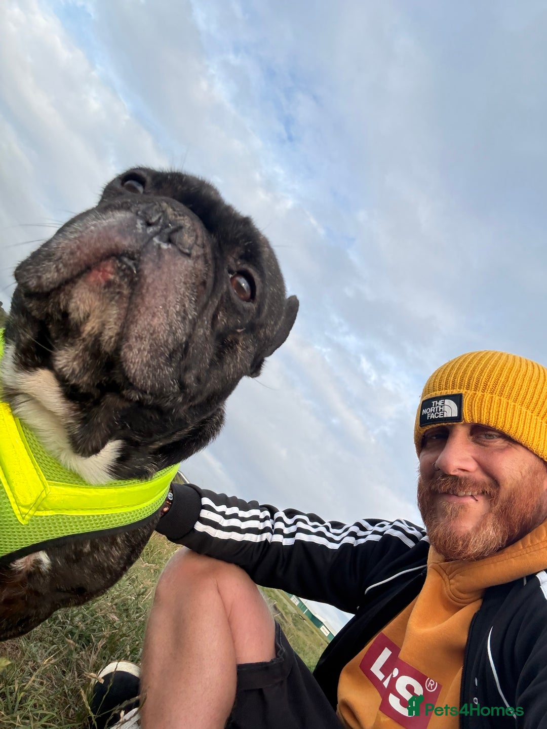 French Bulldog dogs for sale: Urgent home needed for pet  - Advert 6