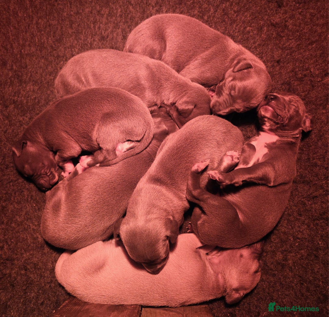 Italian Greyhound dogs for sale: **Wiggys (Whippet/Italian Greyhound)** - Image 13