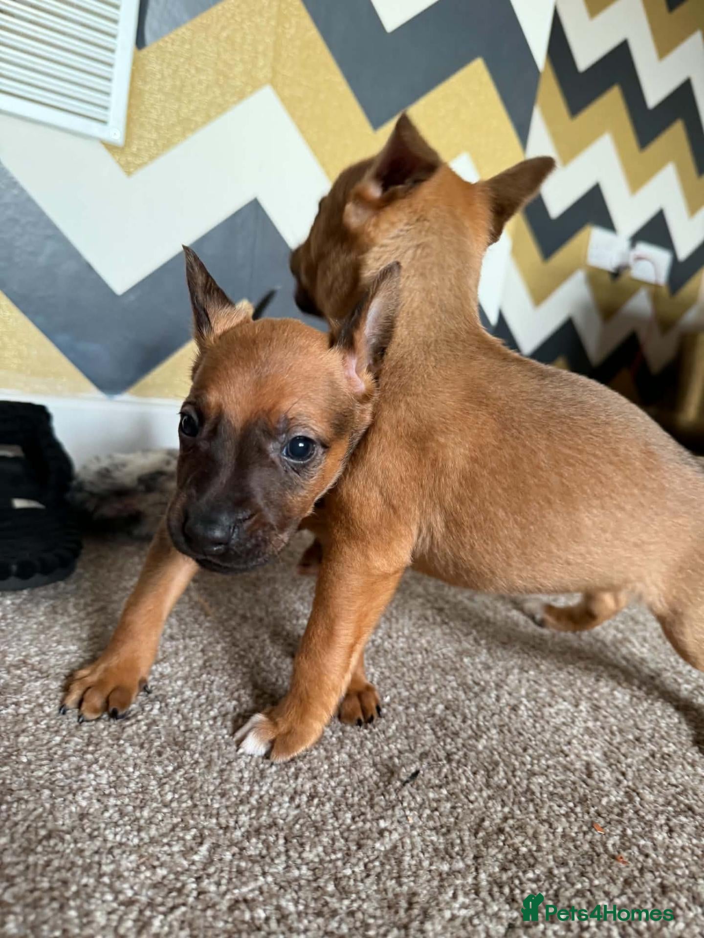 Mixed Breed dogs for sale: 5⭐️ mixed liter of Belgiu malis x staff pups  - Advert 1