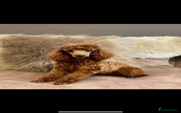 Toy Poodle dogs for sale: Last Toy Poodle girl 🐩 - Image 14