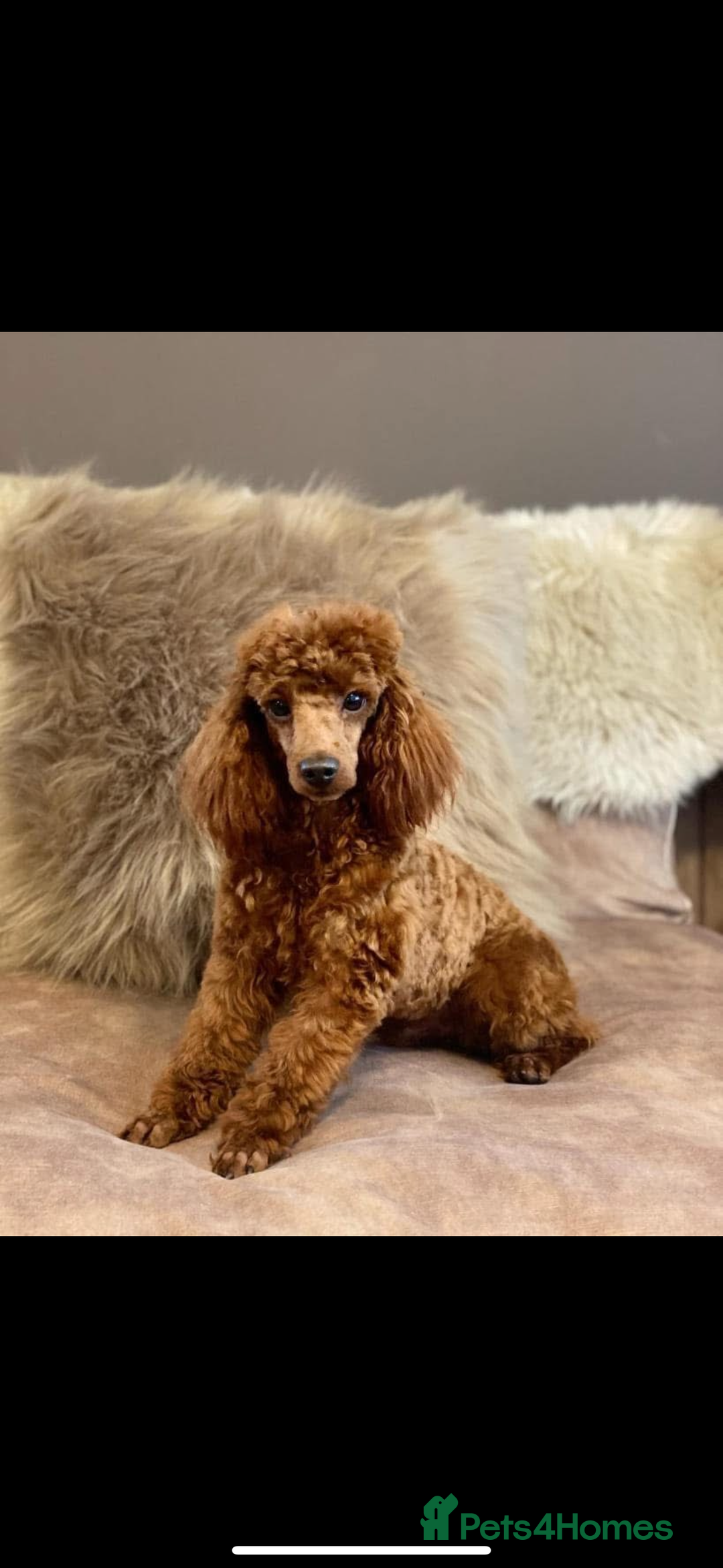 Toy Poodle dogs for sale: Last Toy Poodle girl 🐩 - Image 14