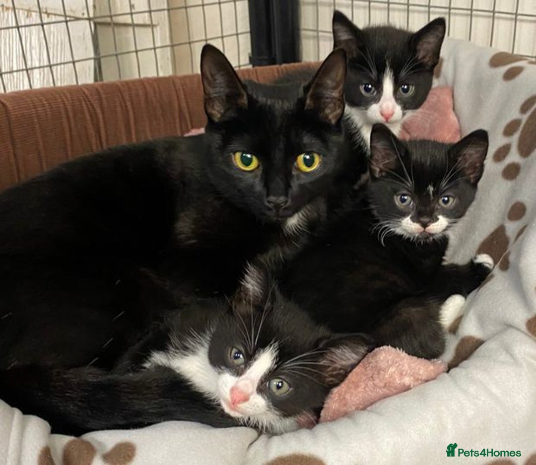 Mixed Breed cats for sale: Beautiful female kitten  - Image 9