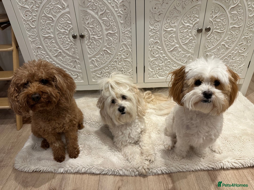 Lhasapoo dogs for sale: Our Beautiful Dogs looking for forever homes - Advert 1