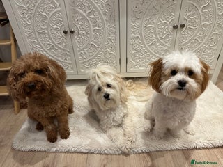 Lhasapoo dogs Our Beautiful Dogs looking for forever homes - Advert 1