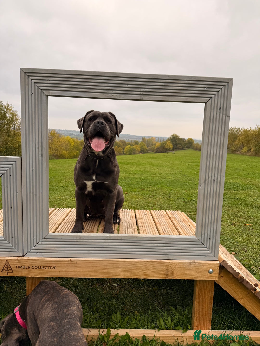 Cane Corso dogs for sale: Exceptional, Champion Bloodline Cane Corso Puppies - Advert 6