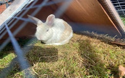 English Lop rabbits for sale: English lop mix, free to a good home - Image 2