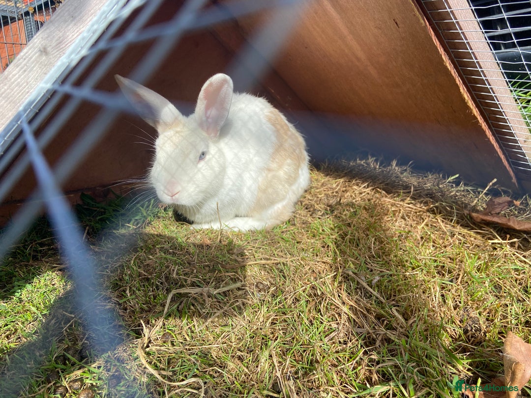 English Lop rabbits for sale: English lop mix, free to a good home - Image 2