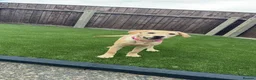 Labrador Retriever dogs for sale: 6 month old Labrador for sale  in Stockton-on-Tees - Advert 2