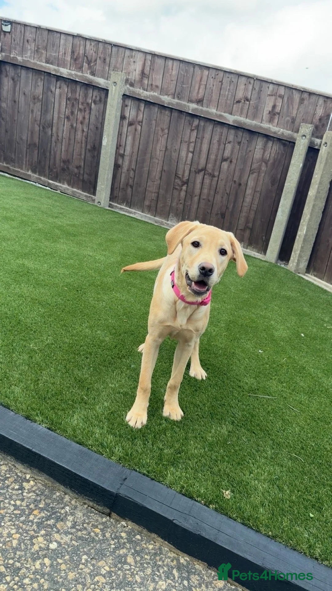 Labrador Retriever dogs for sale: 6 month old Labrador for sale  in Stockton-on-Tees - Advert 2