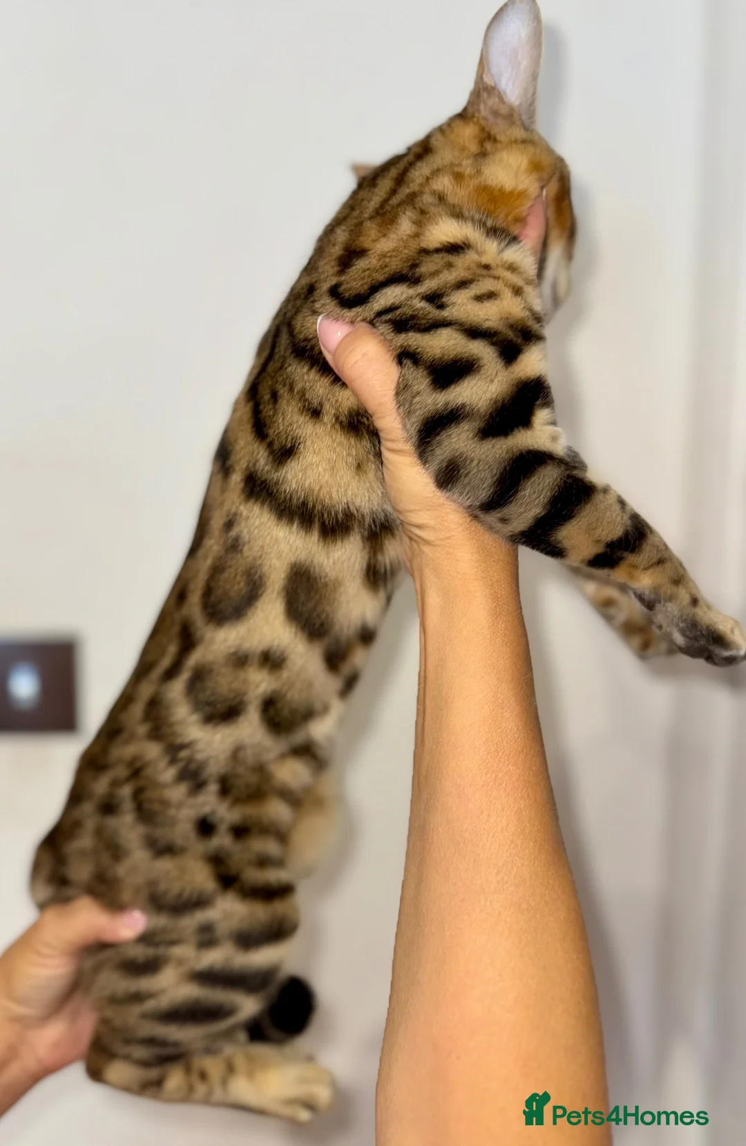 Bengal cats for sale: Top quality pure breed Bengal boy available now in Watford - Advert 1